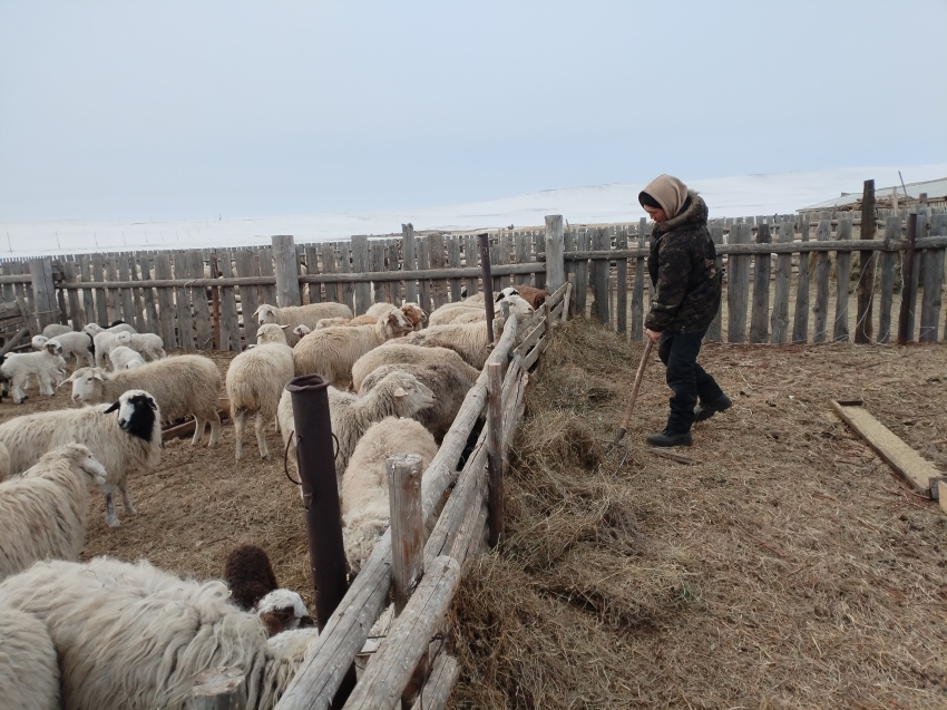 ​Лучших работников сельского хозяйства Забайкалья наградят мотоциклами
